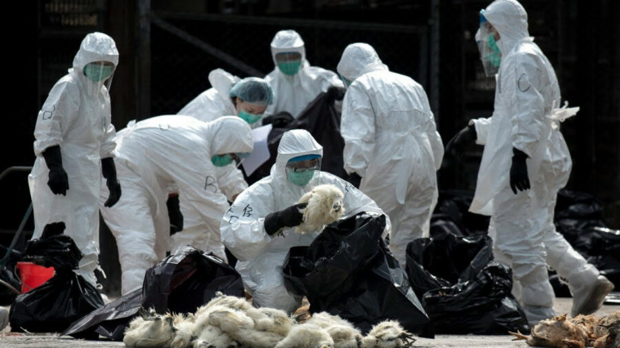 Китайским коронавирусом могли заразиться сотни людей в разных странах 